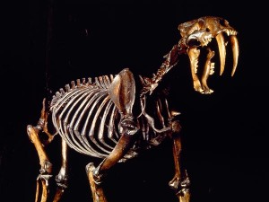 A skeleton of Smilodon fatalis, an extinct sabertooth cat, modeled after fossils found in the La Brea tar pits in Los Angeles.