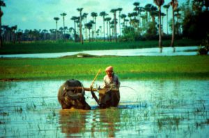 image_4400e-indus-civilization-rice